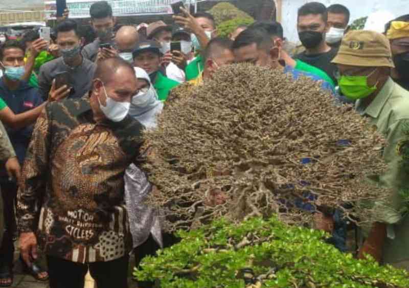 Gubernur Edy Ternyata di Medan Banyak Komunitas Pecinta Pohon Bonsa
